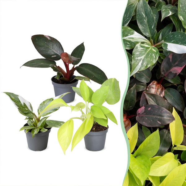 Baby Philodendron - Pink Princess, White Princess et Neon - lot de 3