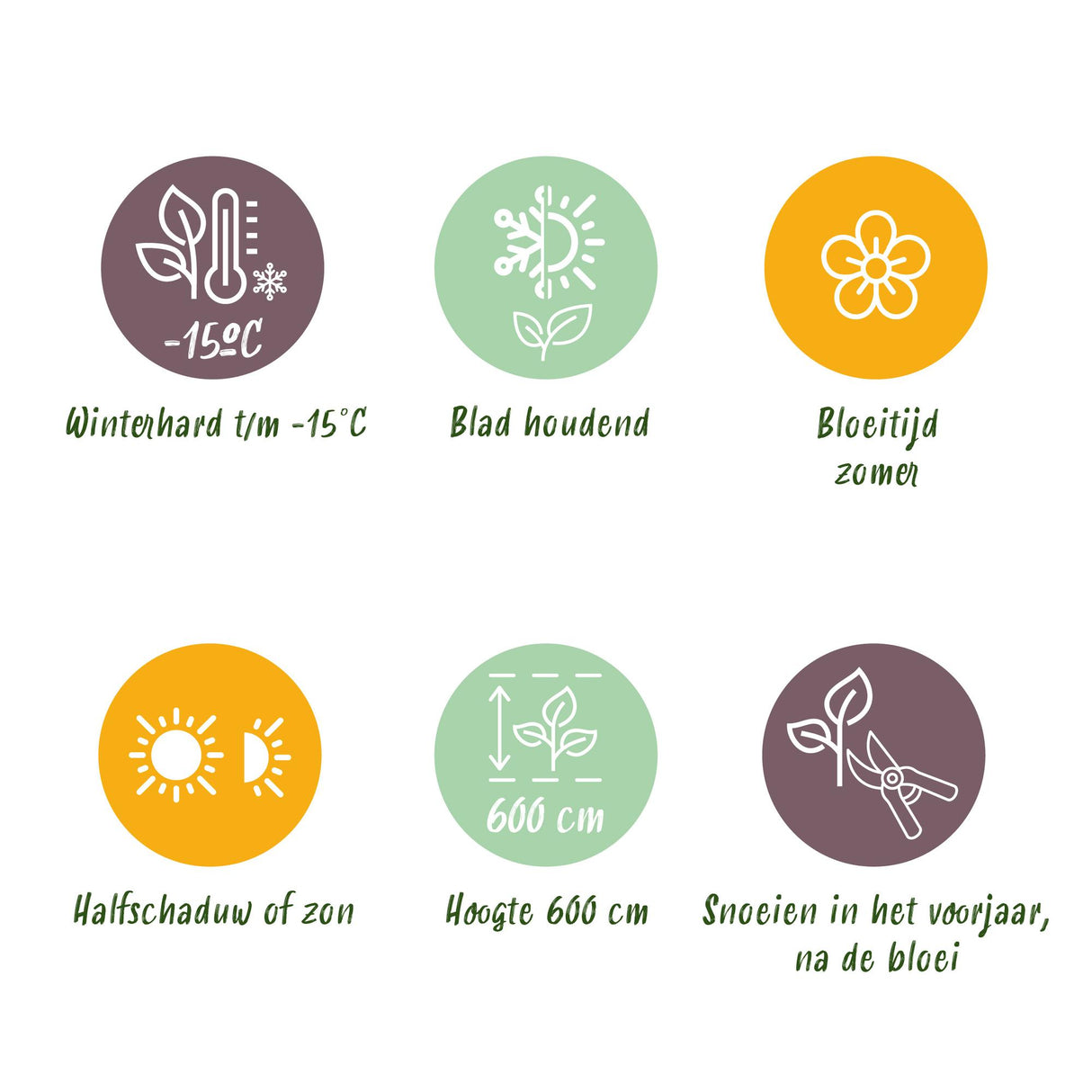 Magnolia grandiflora – Lot de 3 – Hauteur 30 cm