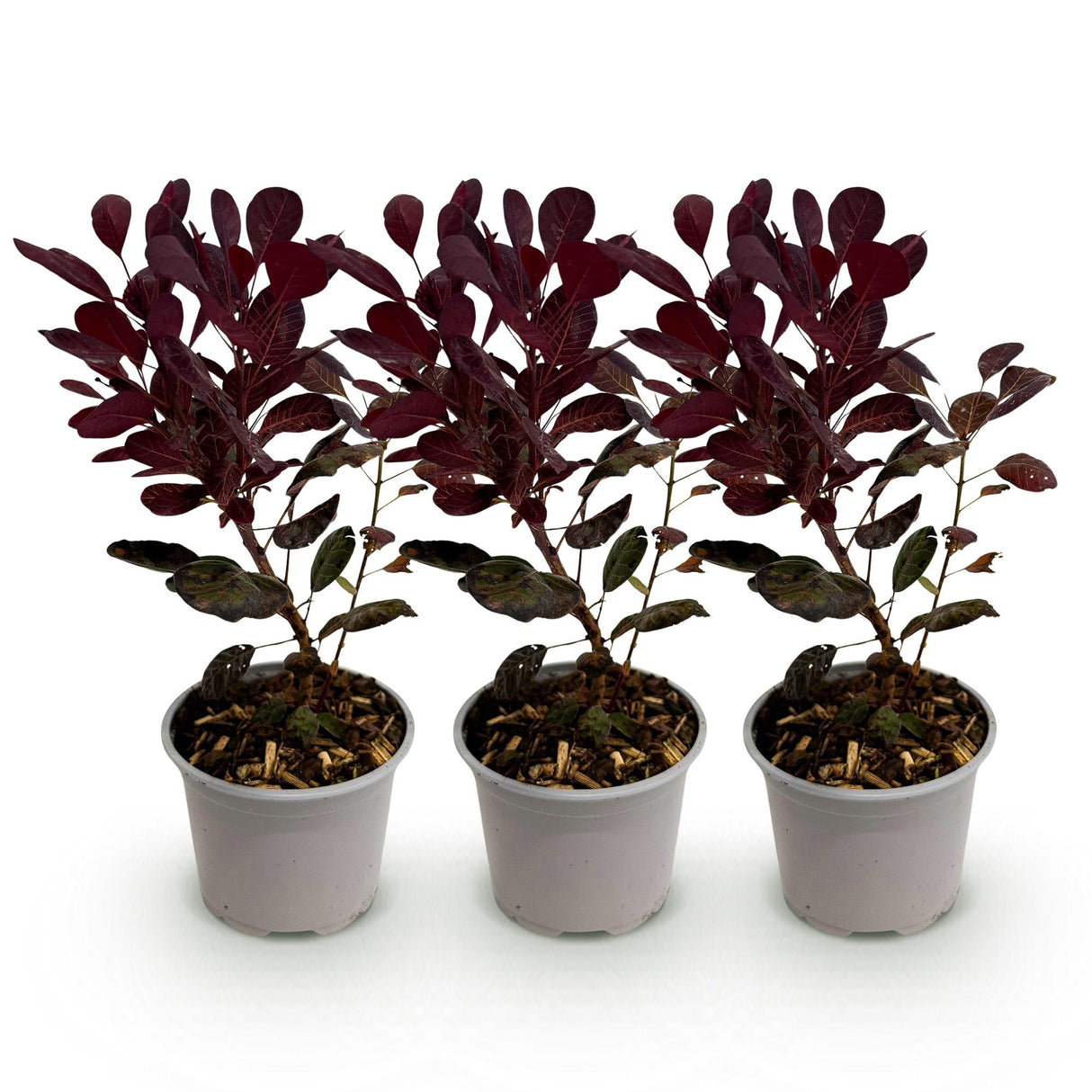 Cotinus coggygria Lilla – Lot de 3 – Pot 12 cm