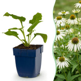 Échinacée blanche Alba - Echinacea purpurea - H 15-25 cm, pot Ø11 cm