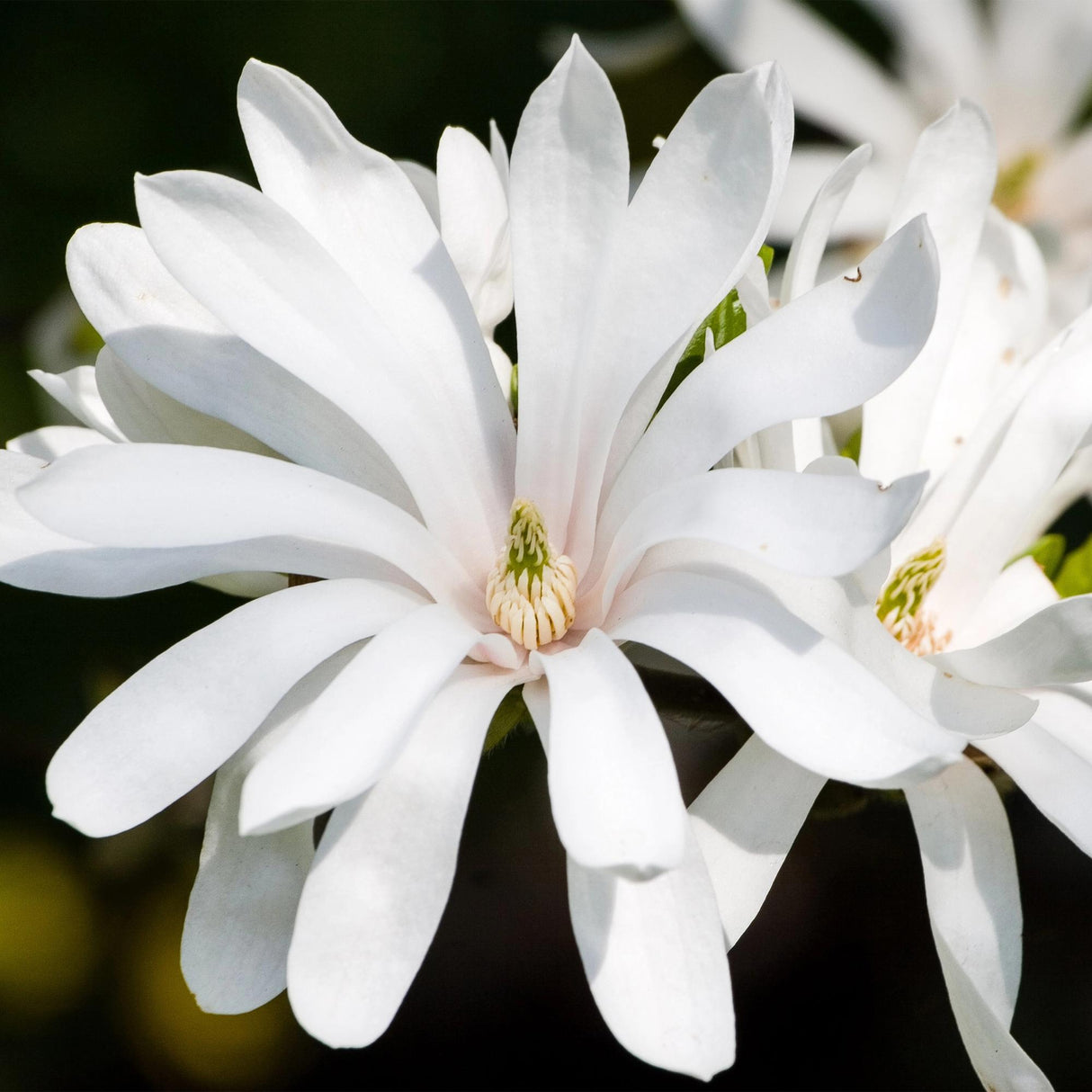 Magnolia stellata Royal Star – Lot de 3 – Hauteur 30 cm