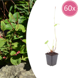 Persicaire Speciosa en godet - 60 plants - H 10-25 cm, pot Ø9 cm