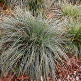 Carex Everest - 2 plants - H 50 cm, pot Ø17 cm