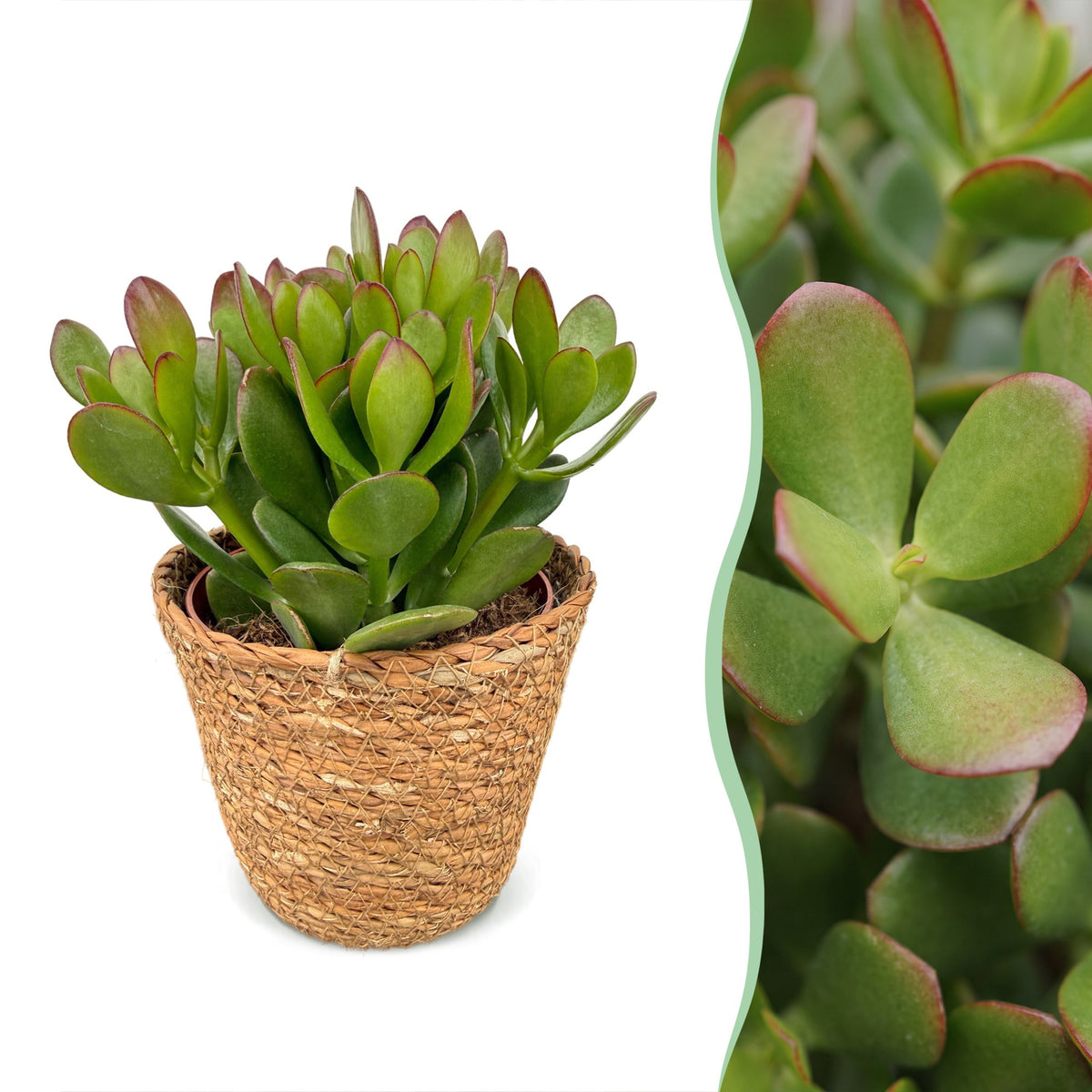Arbre de jade avec paniers - Crassula ovata - H 16 cm, pot Ø12 cm - photo 7