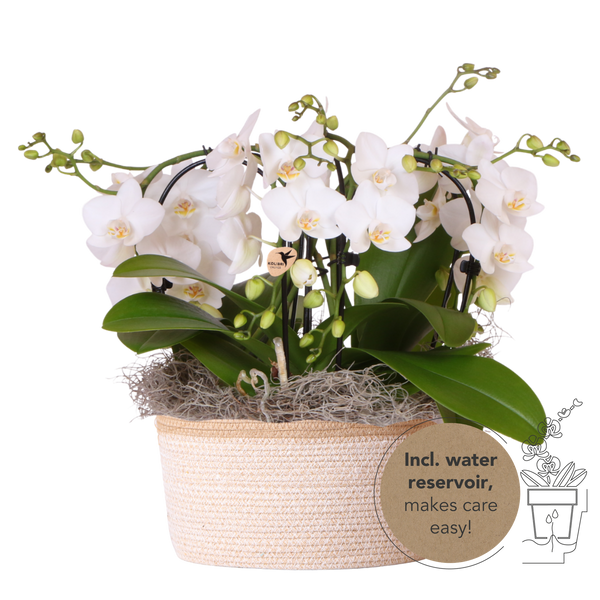 Orchidées Phalaenopsis blanches Niagara Fall en panier Cotton - bouquet retombant de 6 hampes