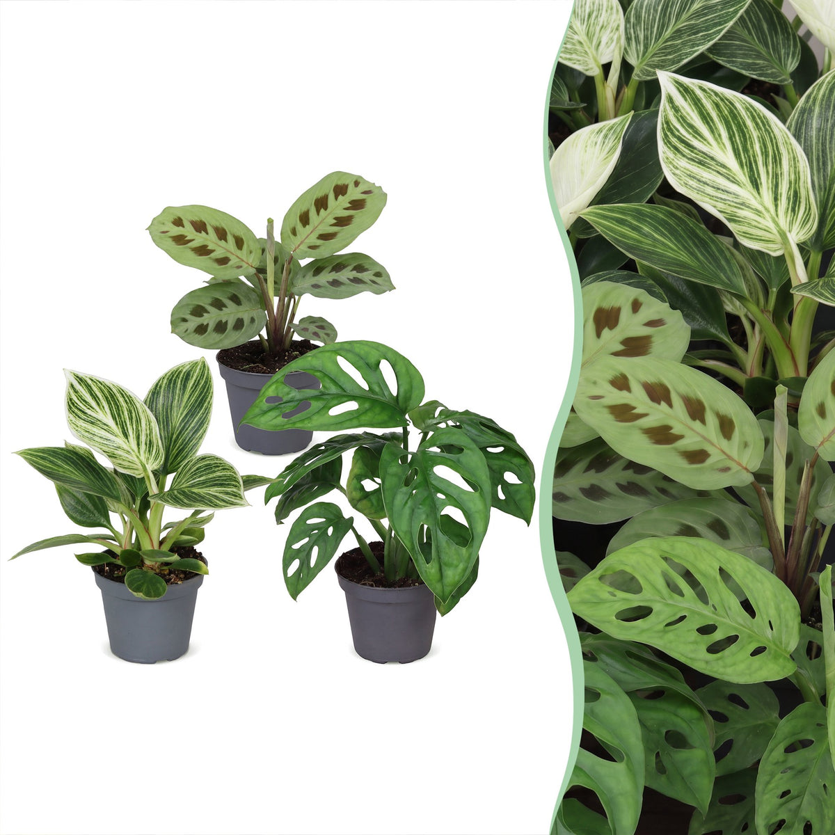 Baby plantes surprise - lot de 3 à 12 mini plantes tropicales - pot Ø6 cm - photo 7