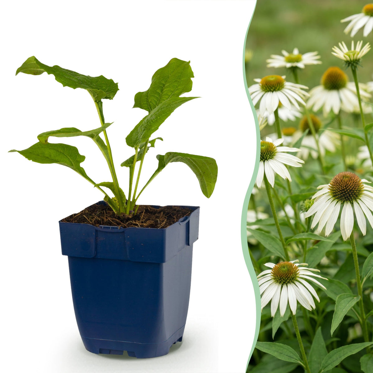 Échinacée blanche Alba - Echinacea purpurea - H 15-25 cm, pot Ø11 cm - photo 15