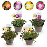 Delosperma Jewel of Desert en mélange - 8 plants - H 17 cm, pot Ø14 cm