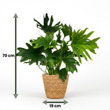 Philodendron Lickety Split | Pot 19 cm