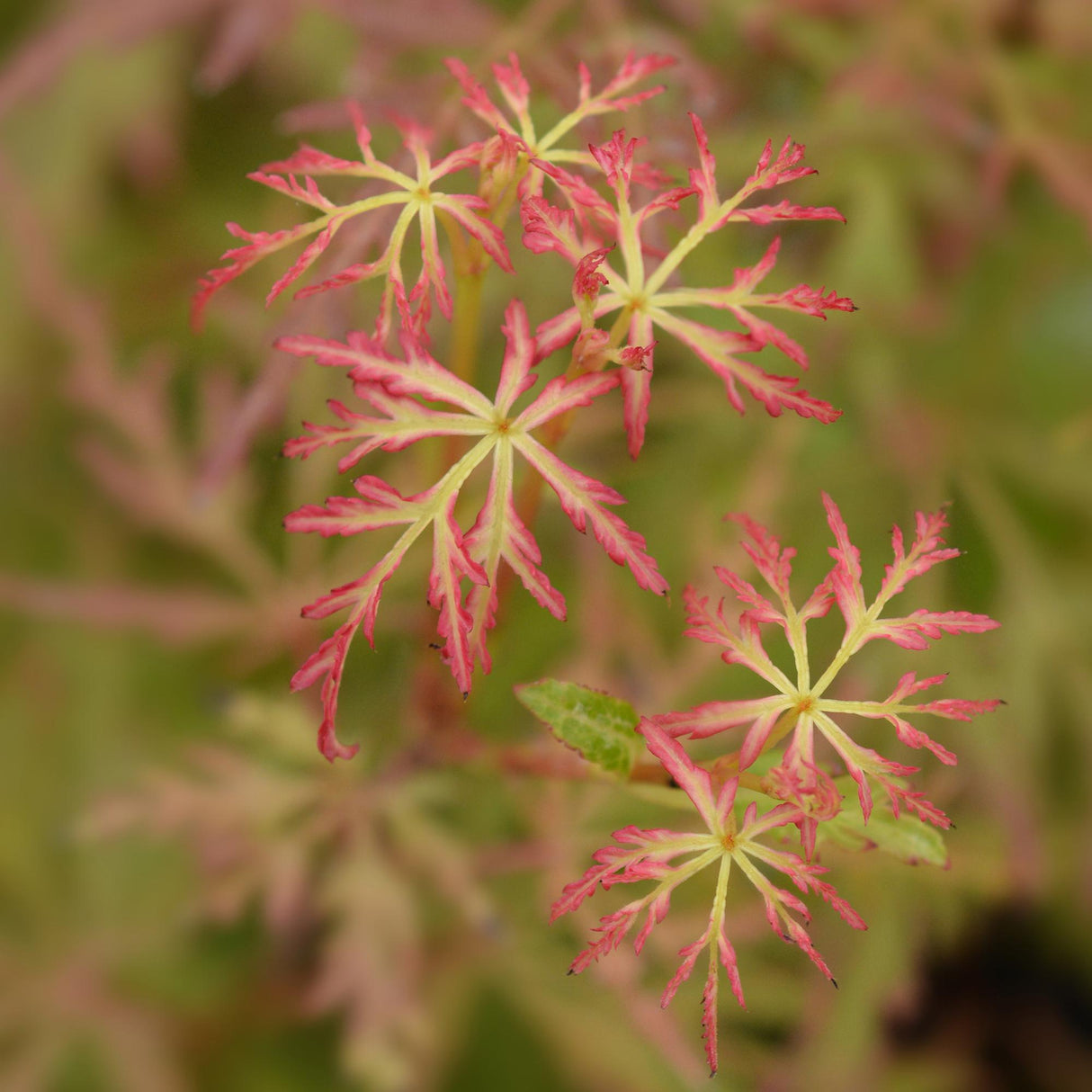 Erable du Japon Seiryu – Lot de 3 – Hauteur 35 cm