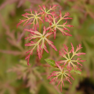 Erable du Japon Seiryu – Lot de 3 – Hauteur 35 cm