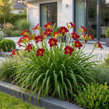 Hémérocalle Autumn Red - Lis d'un jour rouge - H 15-25 cm, pot Ø11 cm