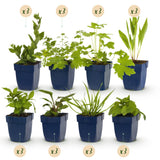 Kit de vivaces pour abeilles et papillons - 24 plants pour 3 m² - H 25 cm, pot Ø11 cm