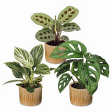 Baby plantes surprise avec cache-pots Linnea miel - lot de 3 mini plantes tropicales