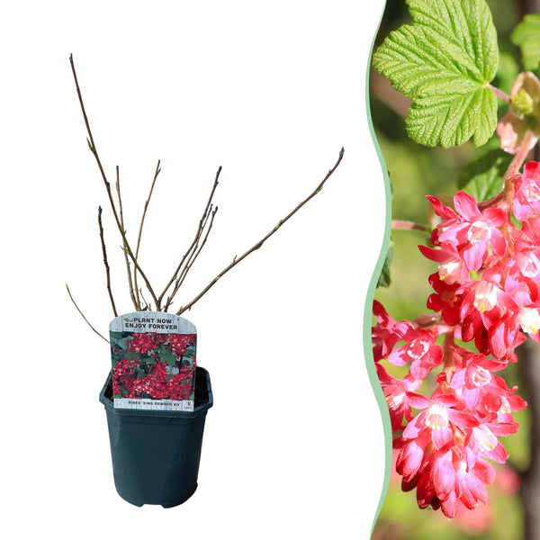 Groseillier à fleurs King Edward VII - Ribes sanguineum
