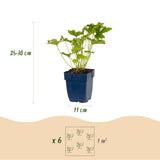 Pack massif d'ombre en mélange - H 15-25 cm, pot Ø11 cm