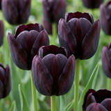 Tulipe noire - 140 bulbes
