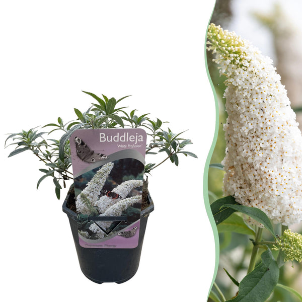 Arbre aux papillons White Profusion - Buddleja davidii