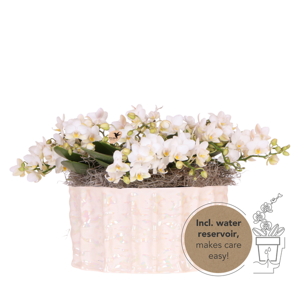 Orchidées Phalaenopsis blanches Botanic Nazare en coupe Oyster - bouquet de 3