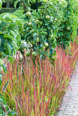 Herbe à sang du Japon Red Baron en godet - Imperata cylindrica - H 10-25 cm, pot Ø9 cm - photo 6