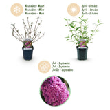 Buddleia Pink Delight - Arbre aux papillons rose - H 45 cm, pot Ø17 cm