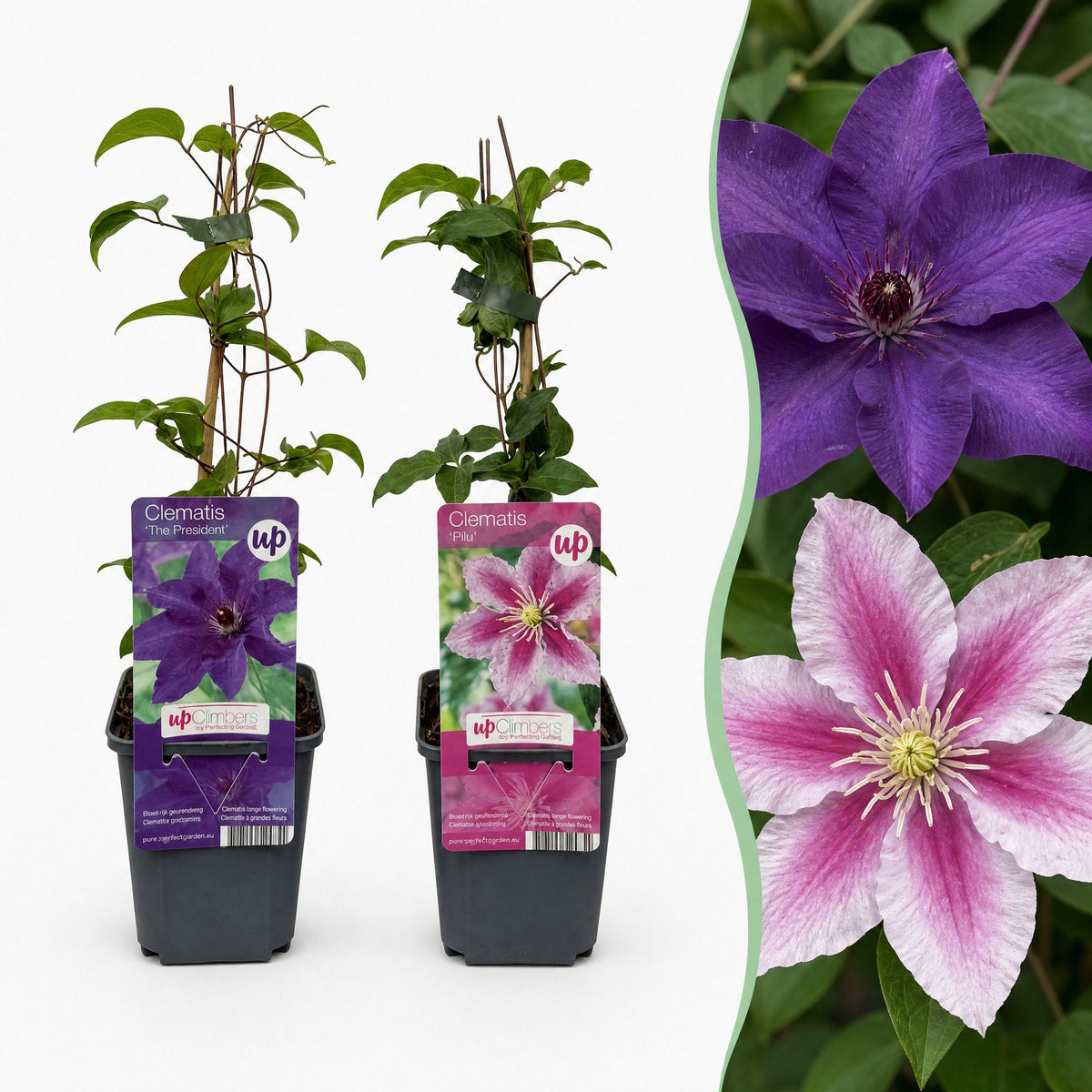 Clématites en duo violet et rose - 2 plants
