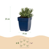 Lavandes en mélange tricolore - Lavandula - H 15-25 cm, pot Ø11 cm - photo 3