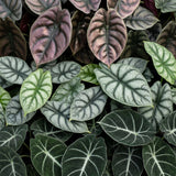 Baby Alocasia Tricolour avec cache-pots Linnea olive - lot de 3 mini plantes