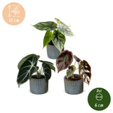 Baby Alocasia Tricolour avec cache-pots Linnea bleu brume - lot de 3 mini plantes