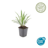 Liriope Ingwersen en godet - Liriope muscari - H 10-25 cm, pot Ø9 cm - photo 4