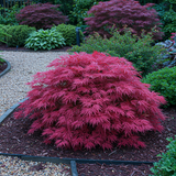 Érables du Japon Pink Dwarf - 2 plants - H 70 cm, pot Ø19 cm