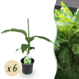 Bananier du Japon - Musa basjoo - 6 plants - H 30 cm, pot Ø12 cm