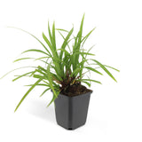 Laîche du Japon Irish Green en godet - Carex morrowii - H 10-25 cm, pot Ø9 cm - photo 2