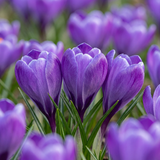Crocus bleu à grandes fleurs