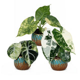 Baby Alocasia Tricolour Variegata avec cache-pots cuivre - lot de 3 mini plantes