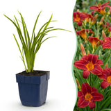 Hémérocalle Autumn Red - Lis d'un jour rouge - H 15-25 cm, pot Ø11 cm
