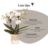 Orchidée Phalaenopsis blanche Blossom Zurich et succulente - coffret Horizon blanc