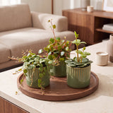 Baby Peperomia avec cache-pots Linnea olive - Hope, Pepperspot et prostrata - lot de 3