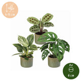 Baby plantes surprise avec cache-pots Linnea olive - lot de 3 mini plantes tropicales