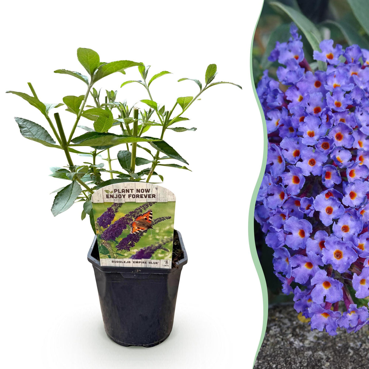 Arbre aux papillons Empire Blue - Buddleja davidii - H 25 cm, pot Ø17 cm