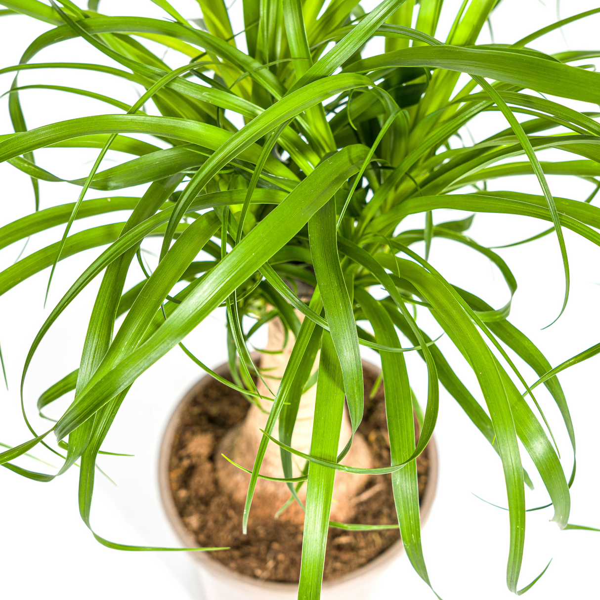 Beaucarnea Recurvata - Tronc