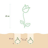 Tulipe double Foxtrot en mélange - calibre 11/12