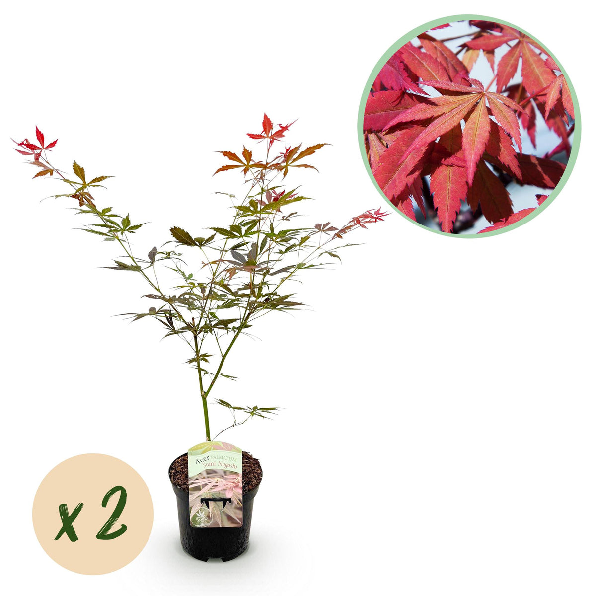 Érables du Japon Sumi-nagashi - 2 plants - H 70 cm, pot Ø19 cm