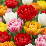 Tulipe double en mélange - 240 bulbes