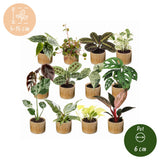 Box surprise baby plantes tropicales - lot de 12 mini plantes avec cache-pots Linnea miel