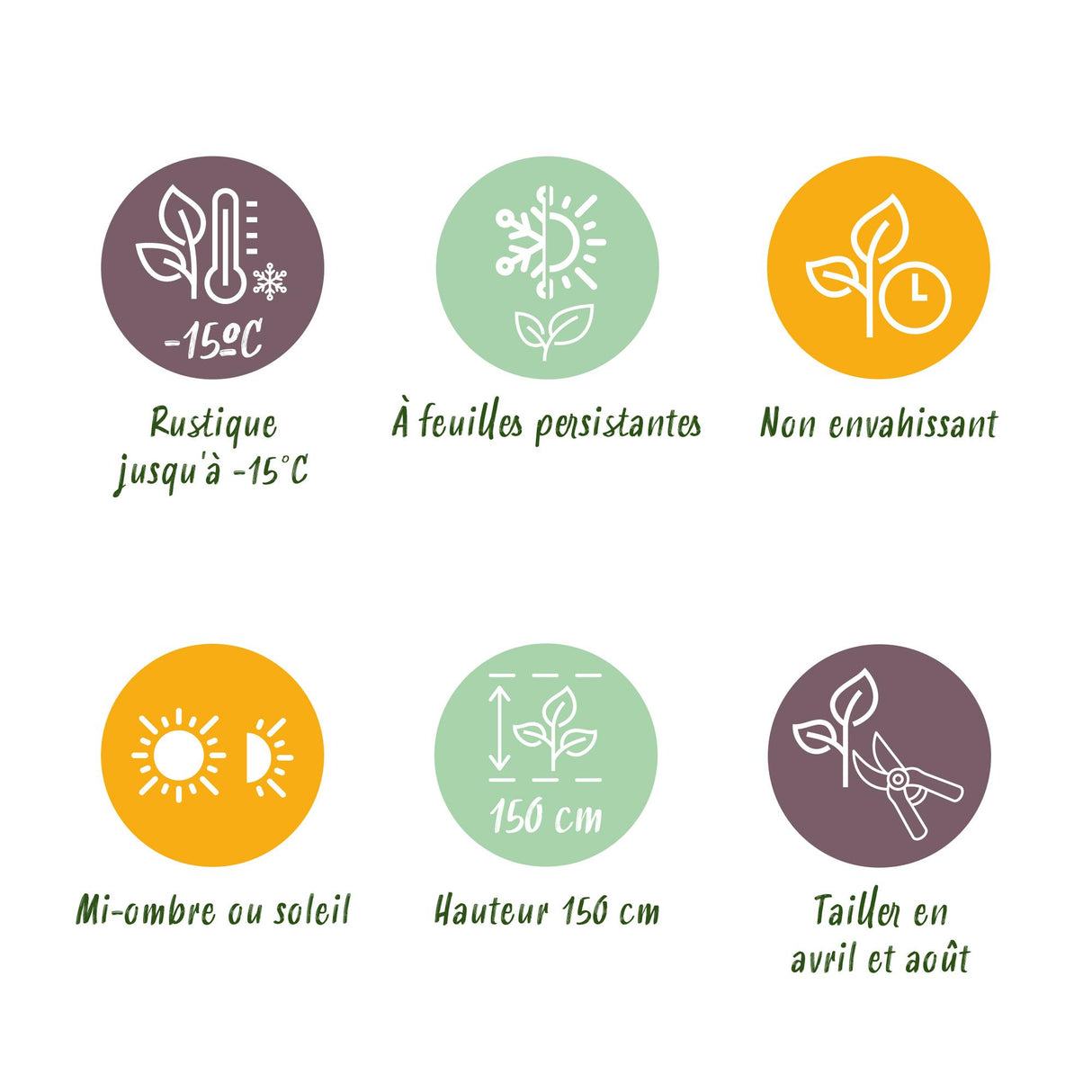 Ilex crenata Caroline Upright – Lot de 8 – Pot 9 cm