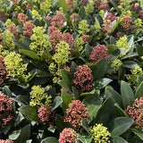Skimmia japonica Festival - H 30 cm, pot Ø15 cm