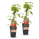 Framboisier Malling Promise - H 50 cm, pot Ø15 cm