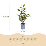 Laurier du Portugal Angustifolia pour haie - Prunus lusitanica - H 25-35 cm, pot Ø9 cm - photo 4
