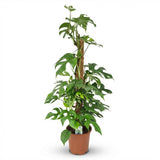 Monstera Minima sur tuteur mousse | Pot 19 cm